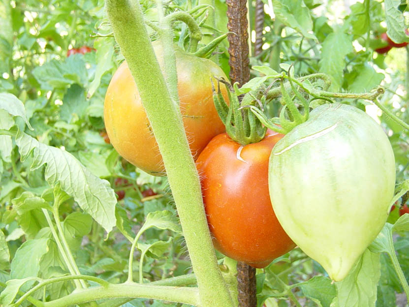 Les Tomates Rouges de Roland Robin.